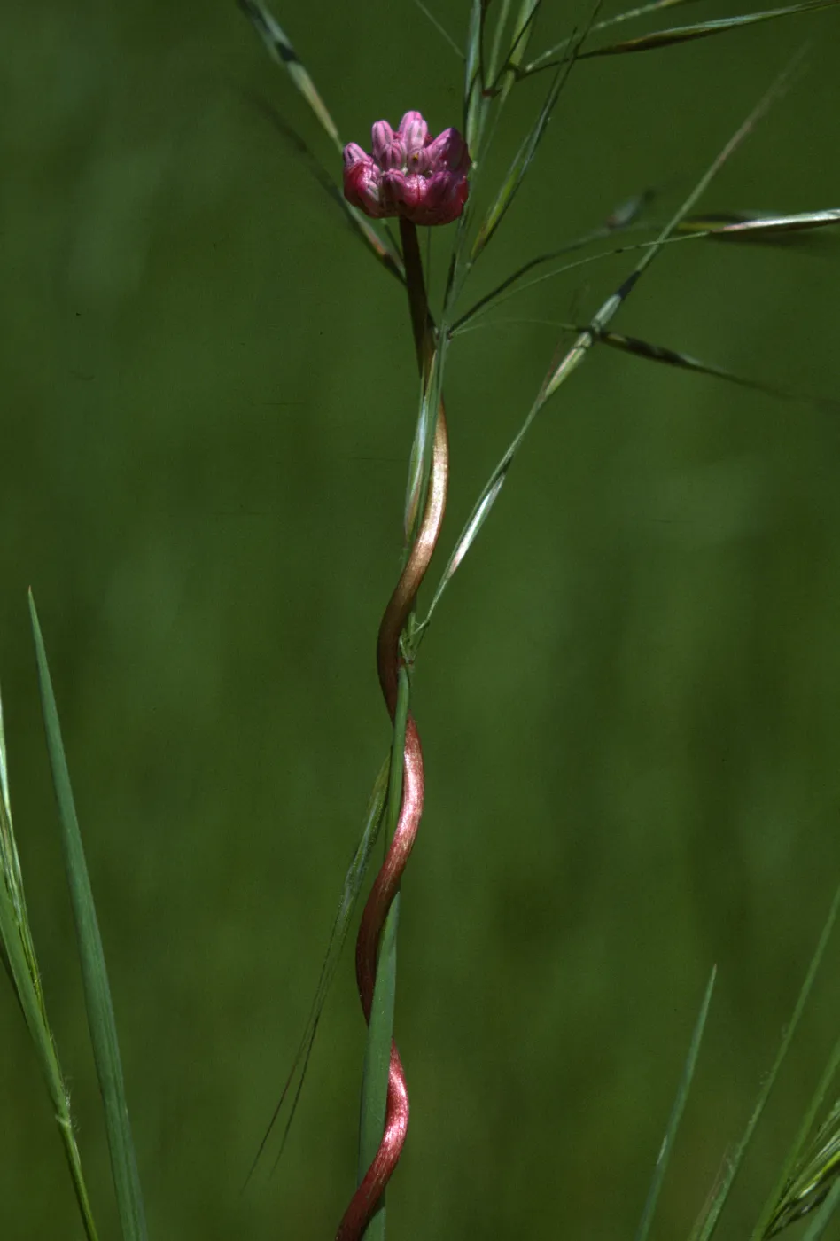 Brodiaea volubilis