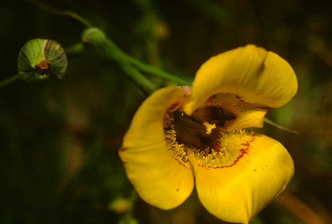 Calochortus clavatus