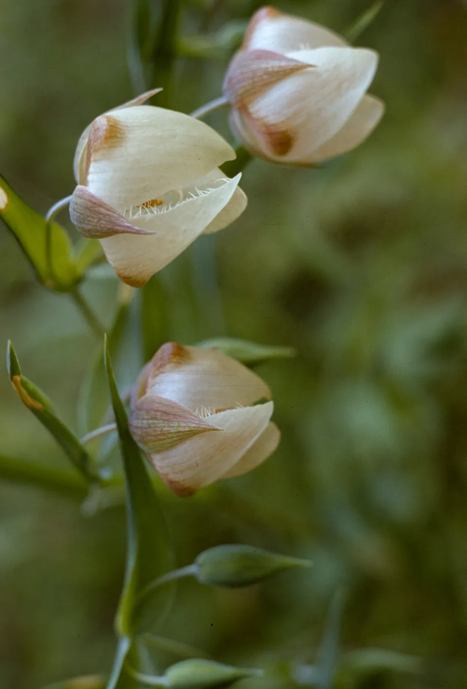 Calochortus albus
