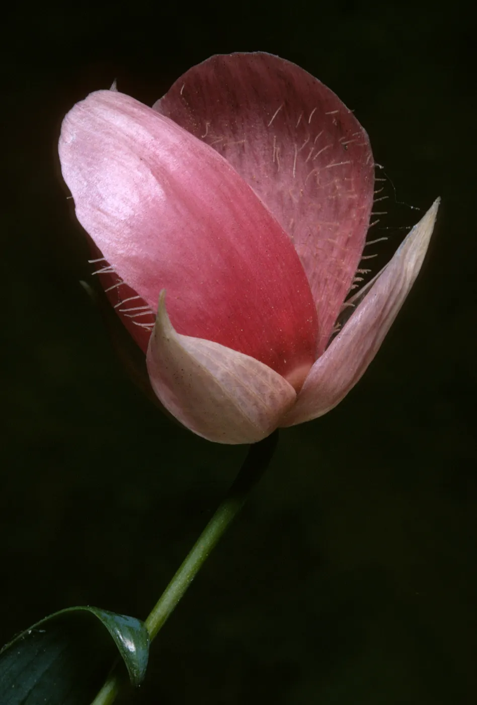 Calochortus amoenus