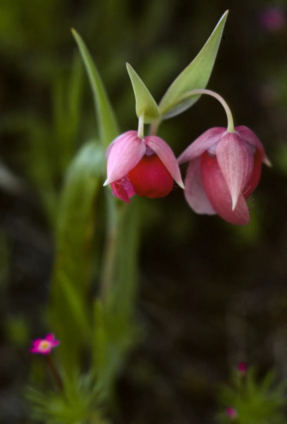 Calochortus amoenus