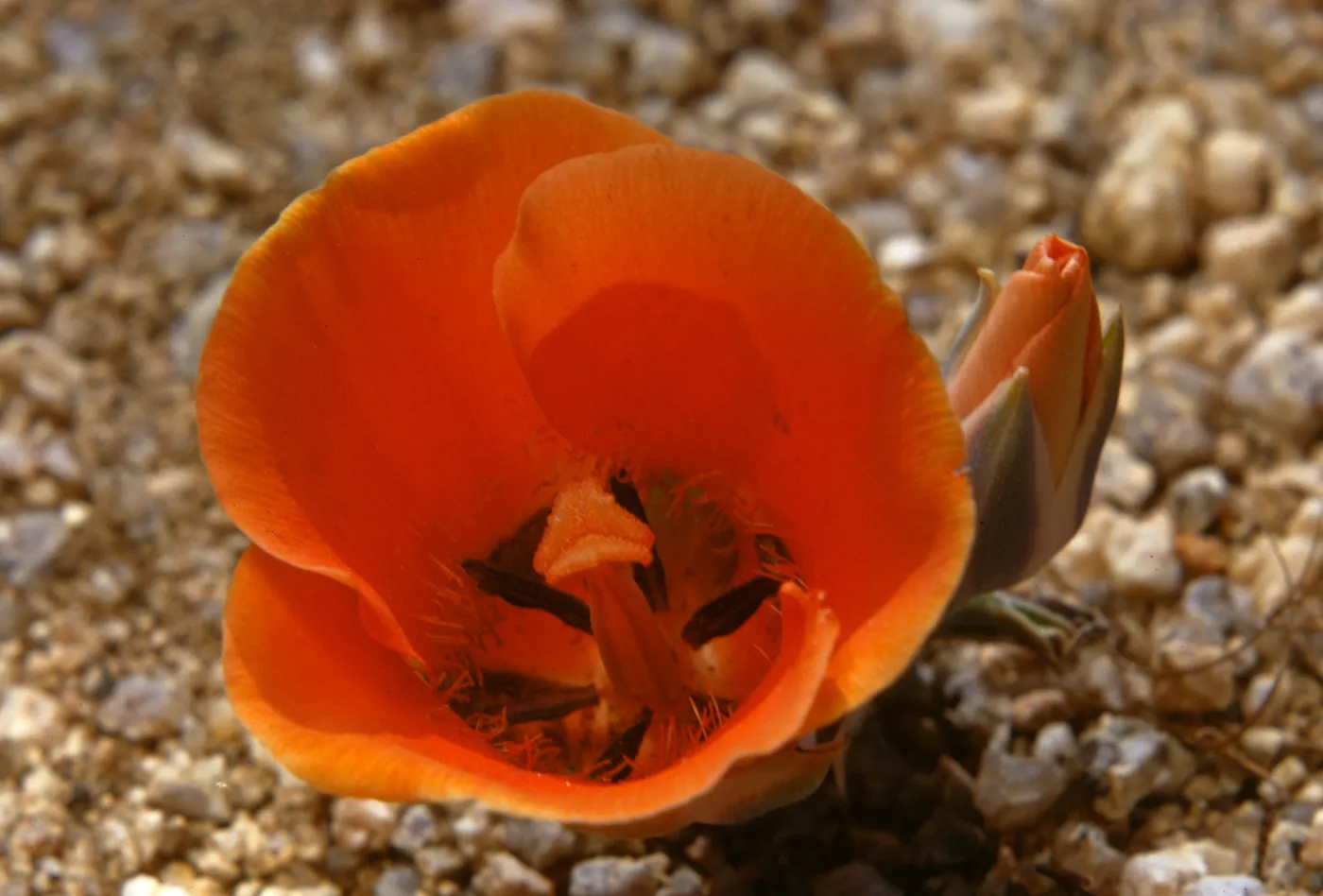 Calochortus kennedyi