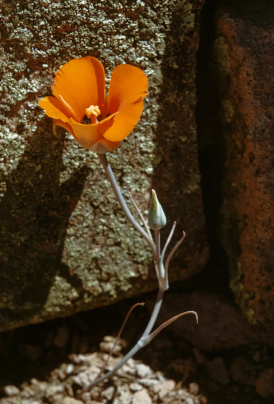 Calochortus kennedyi