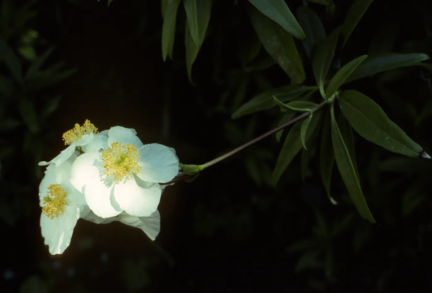 Carpenteria californica