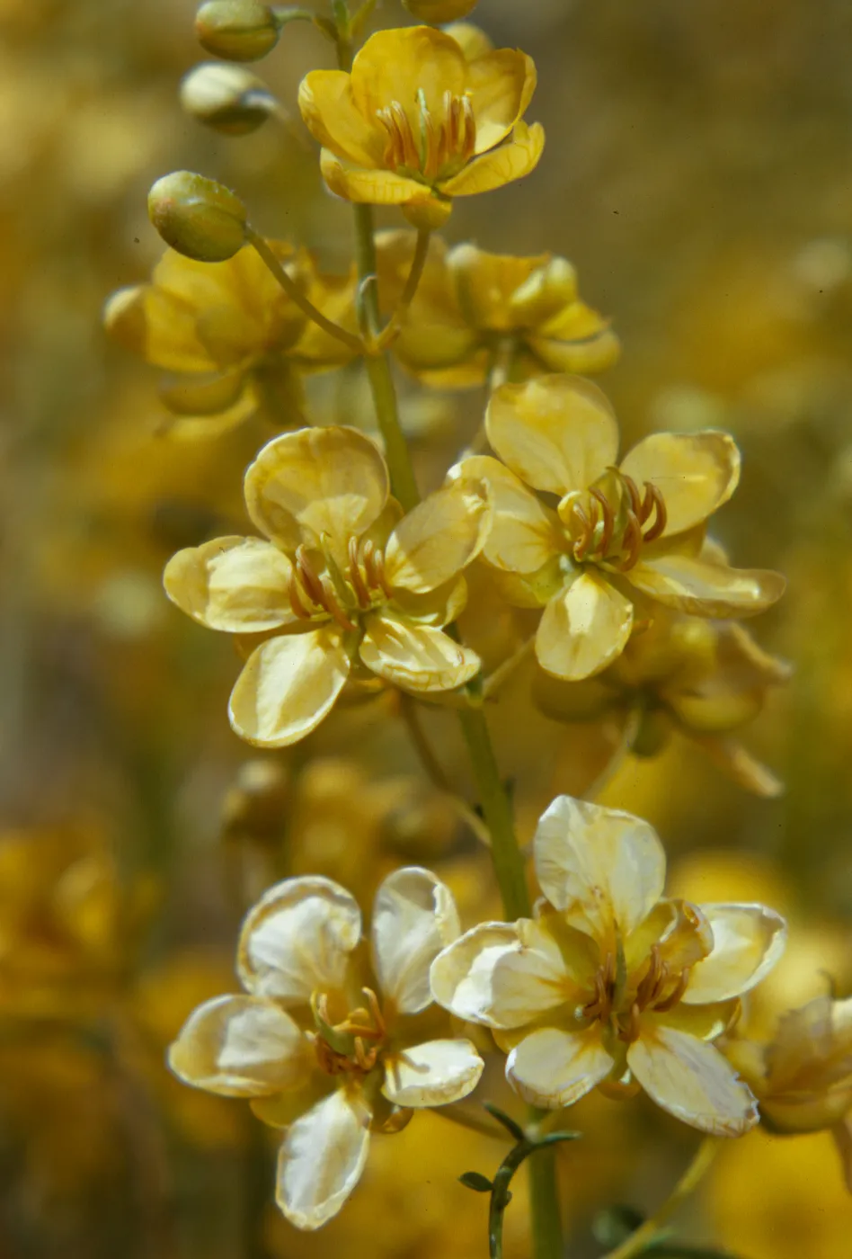 Senna armata