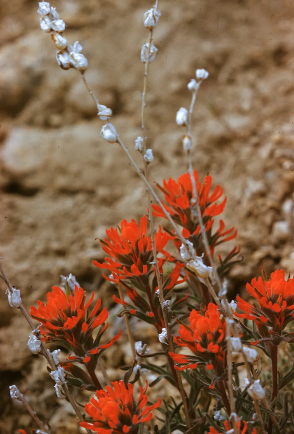 Castilleja chromosa