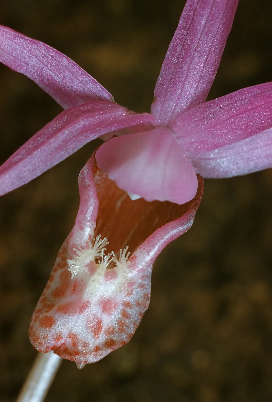 Calypso bulbosa