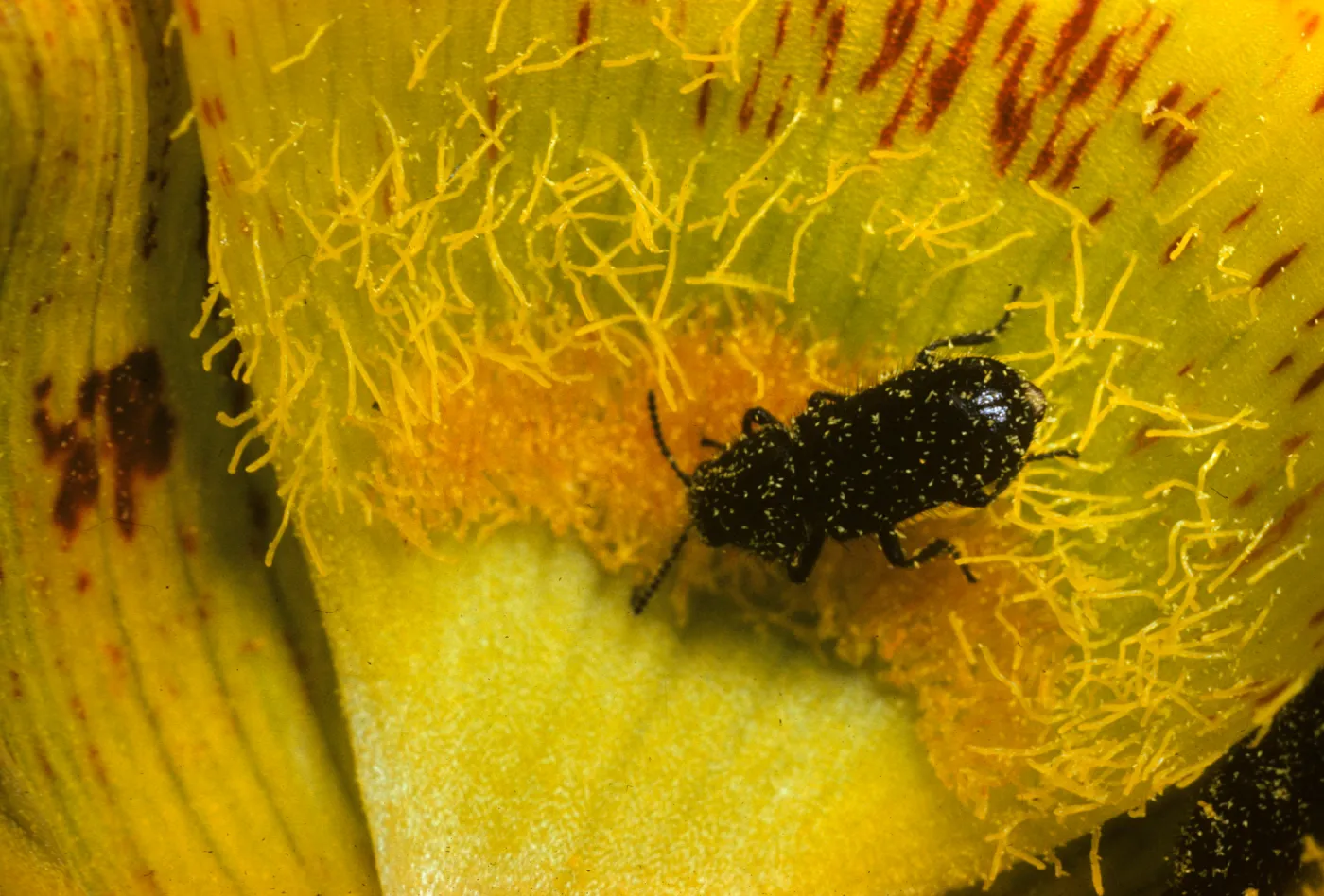 Calochortus luteus