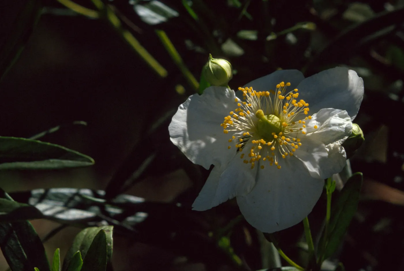 Carpenteria californica