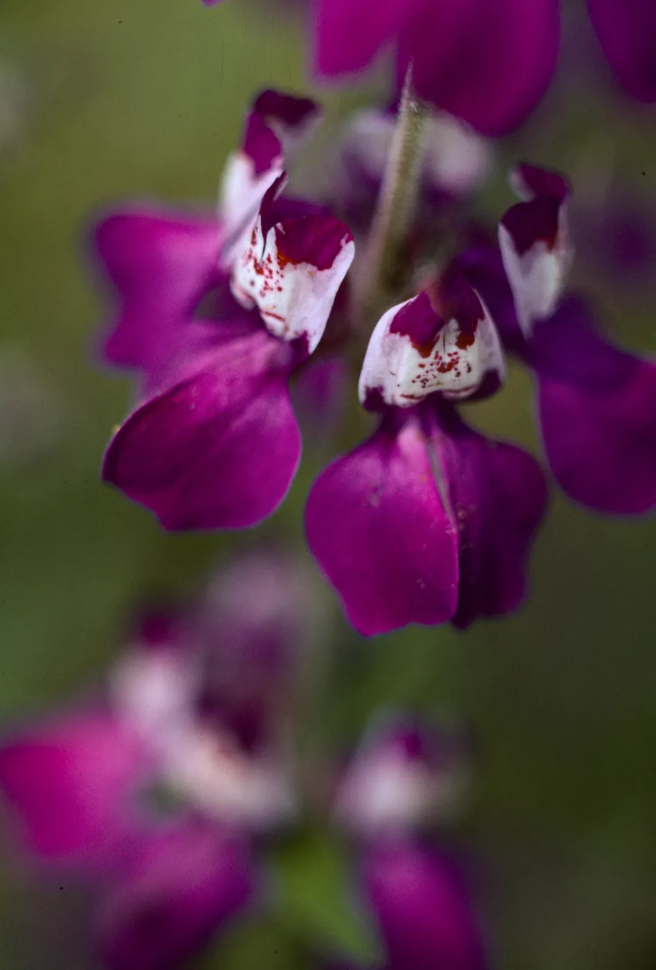 Collinsia heterophylla
