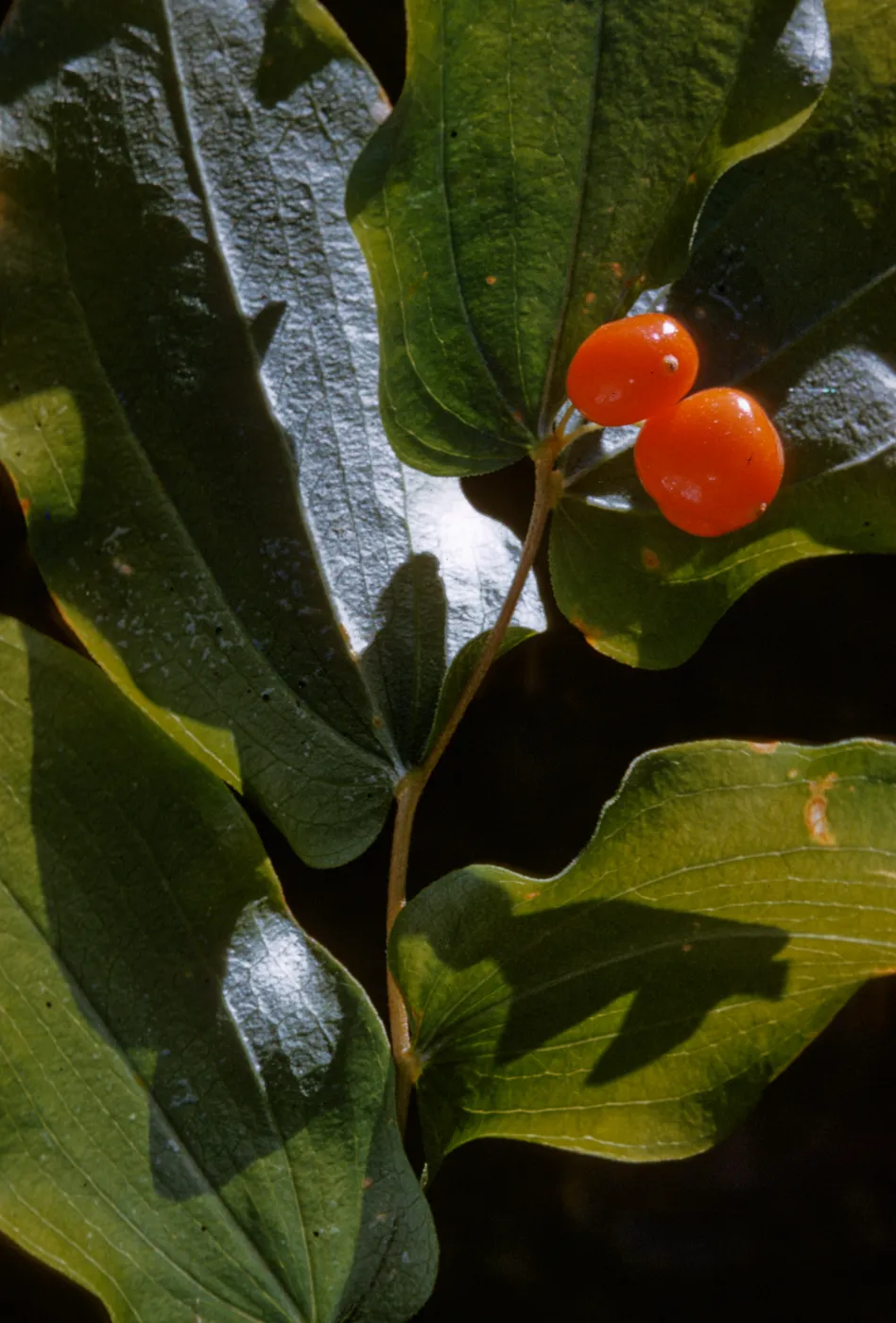 disporum