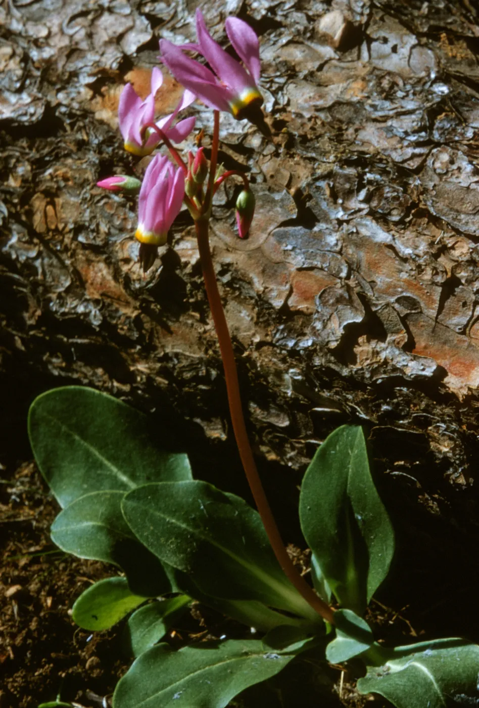Dodecatheon hendersonii