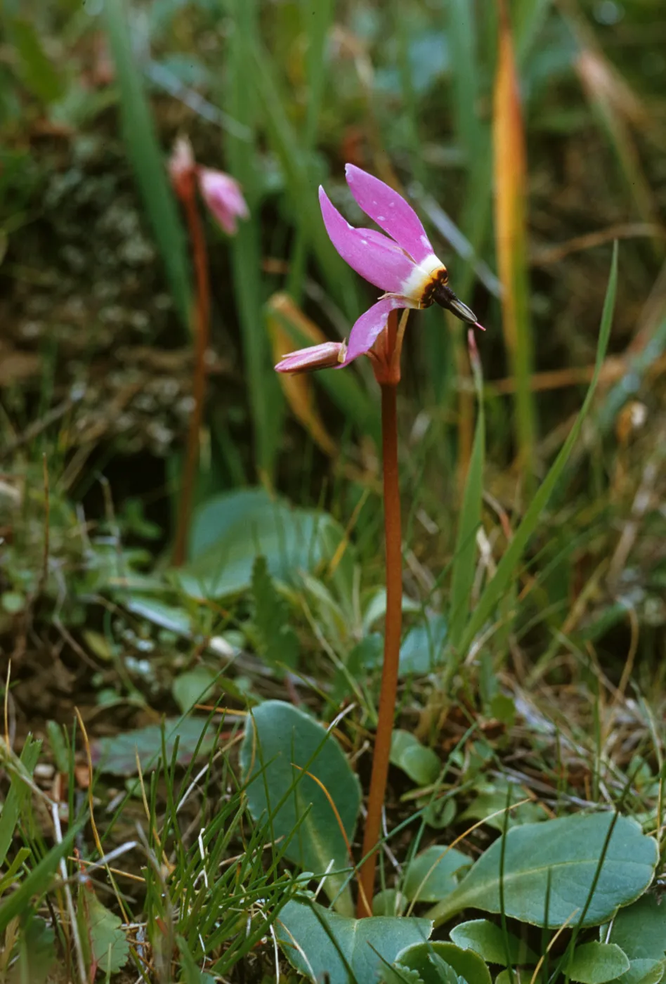 Dodecatheon sp.