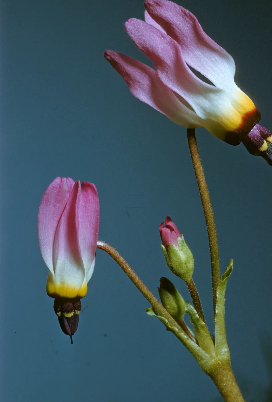 Dodecatheon sp.