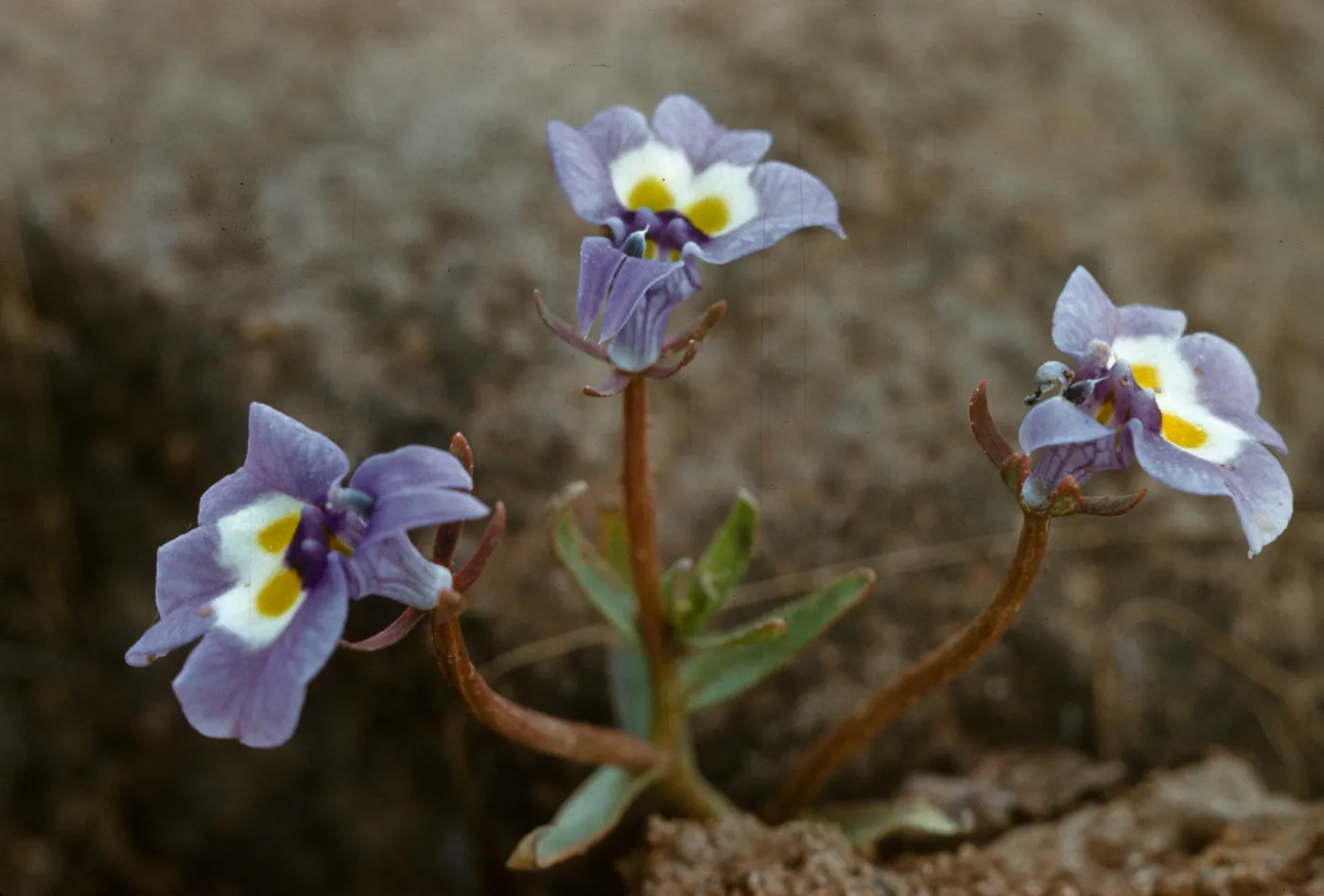 Downingia bicornuta