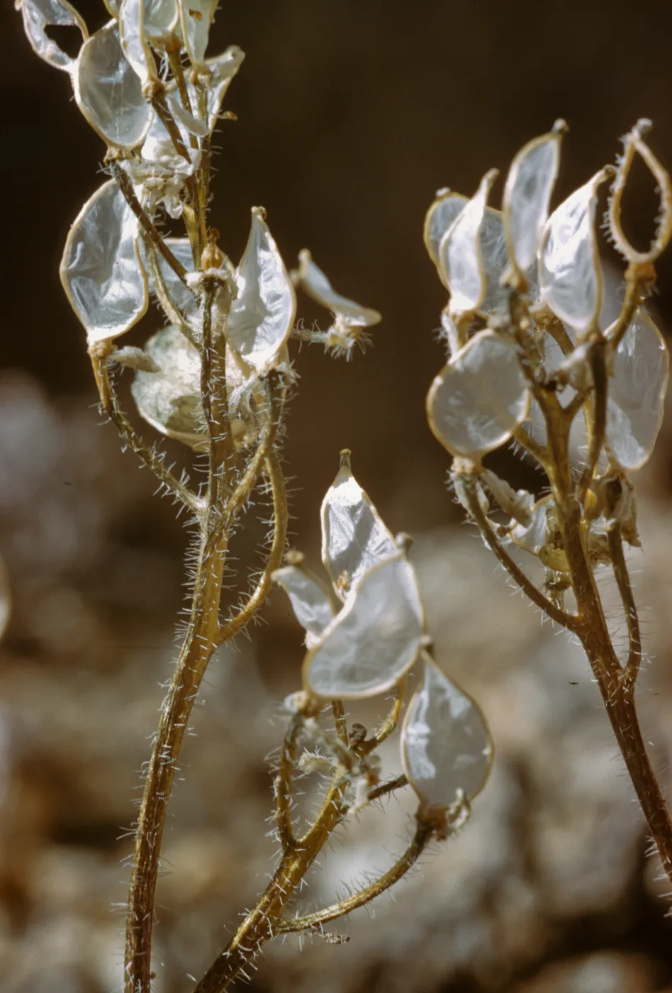 Draba lemmonii