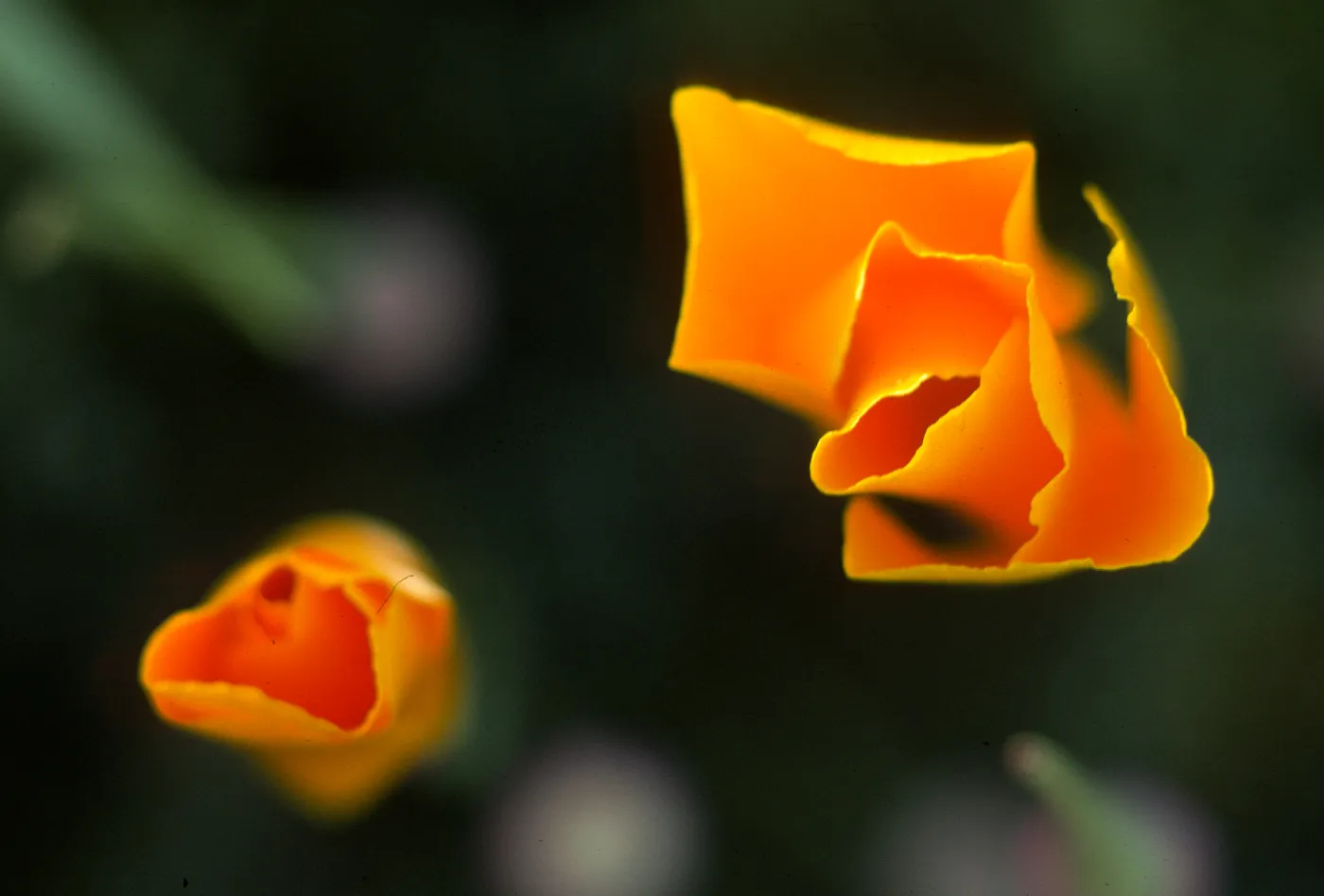Eschscholzia californica