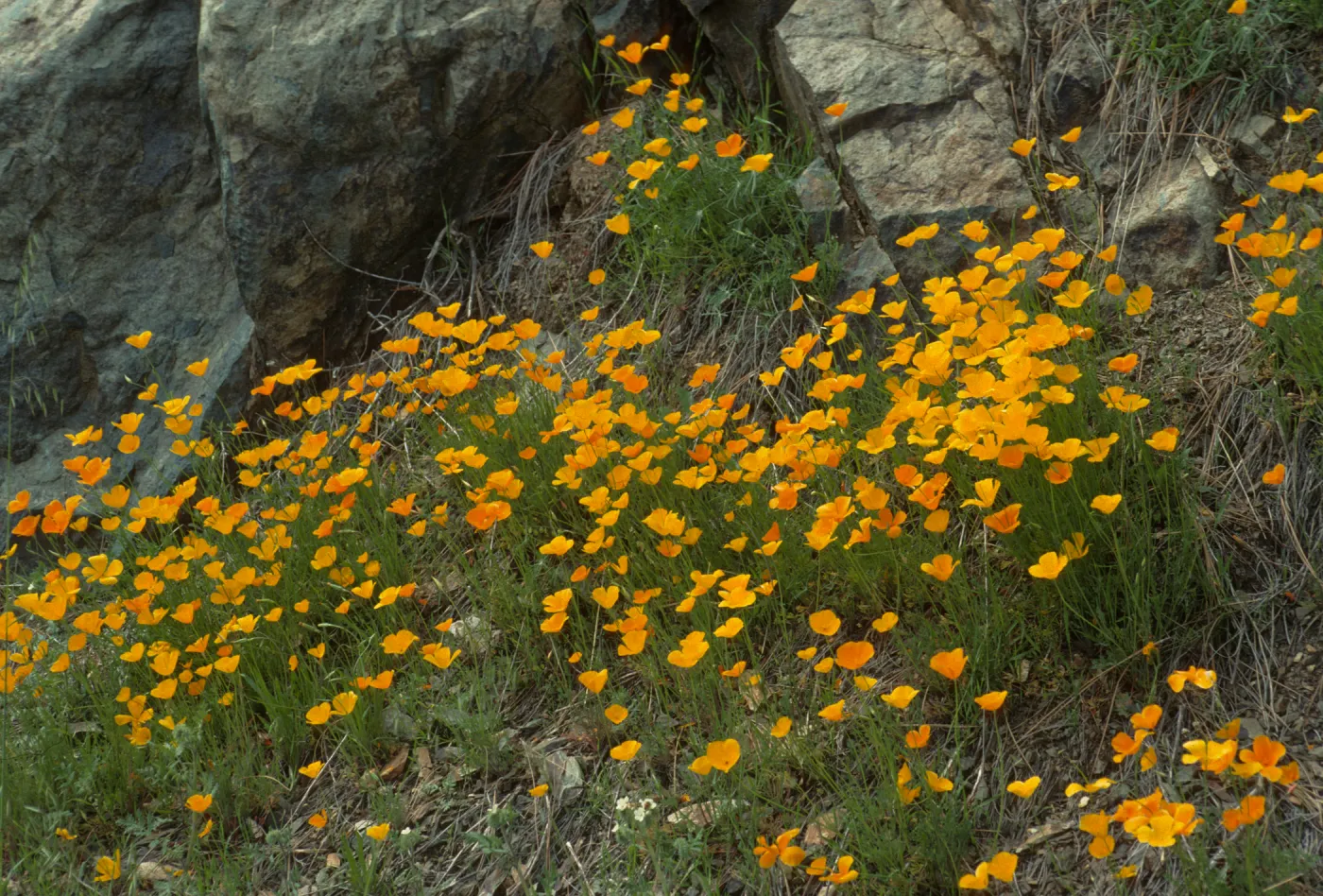 Eschscholzia californica