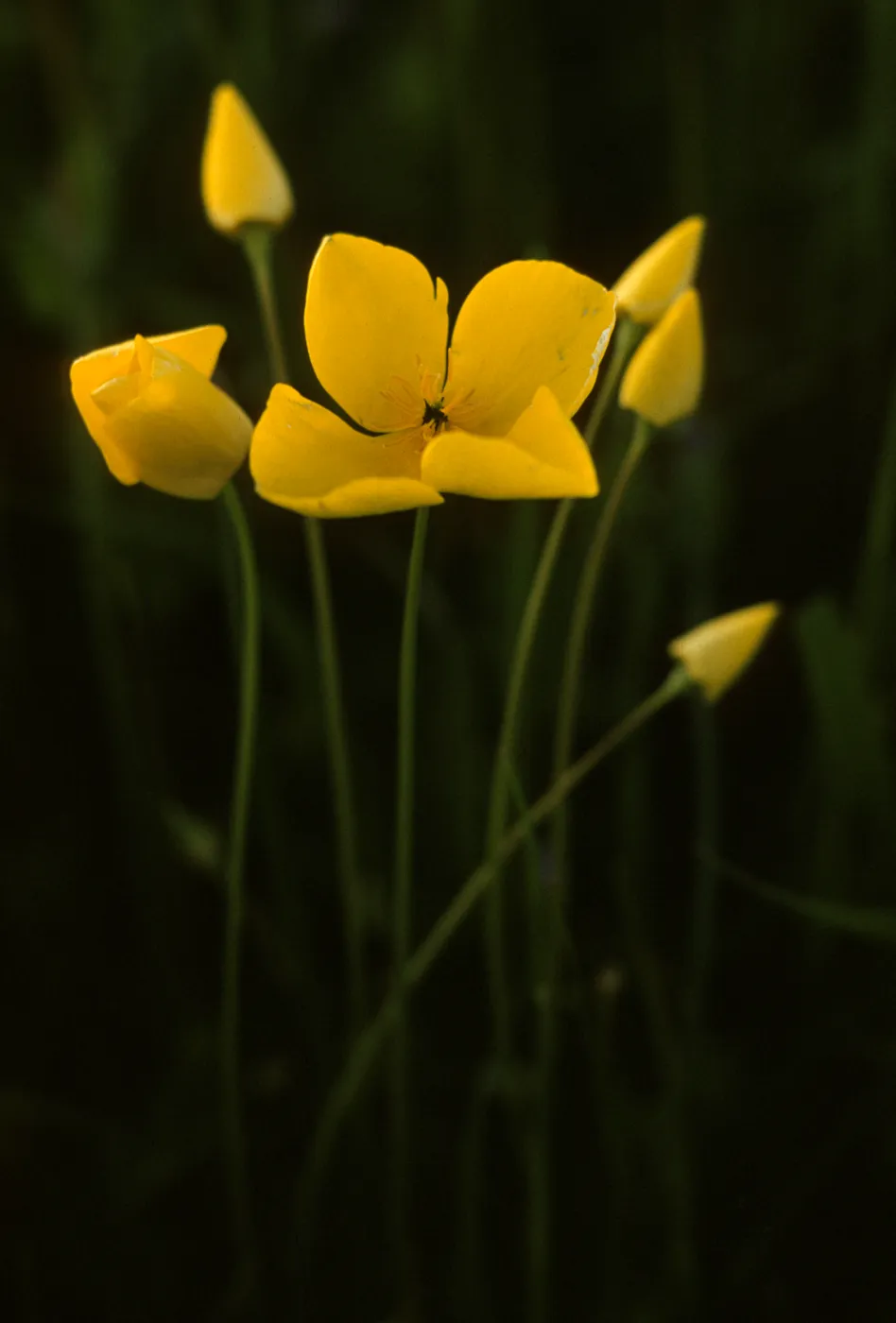 Eschscholzia lobbii