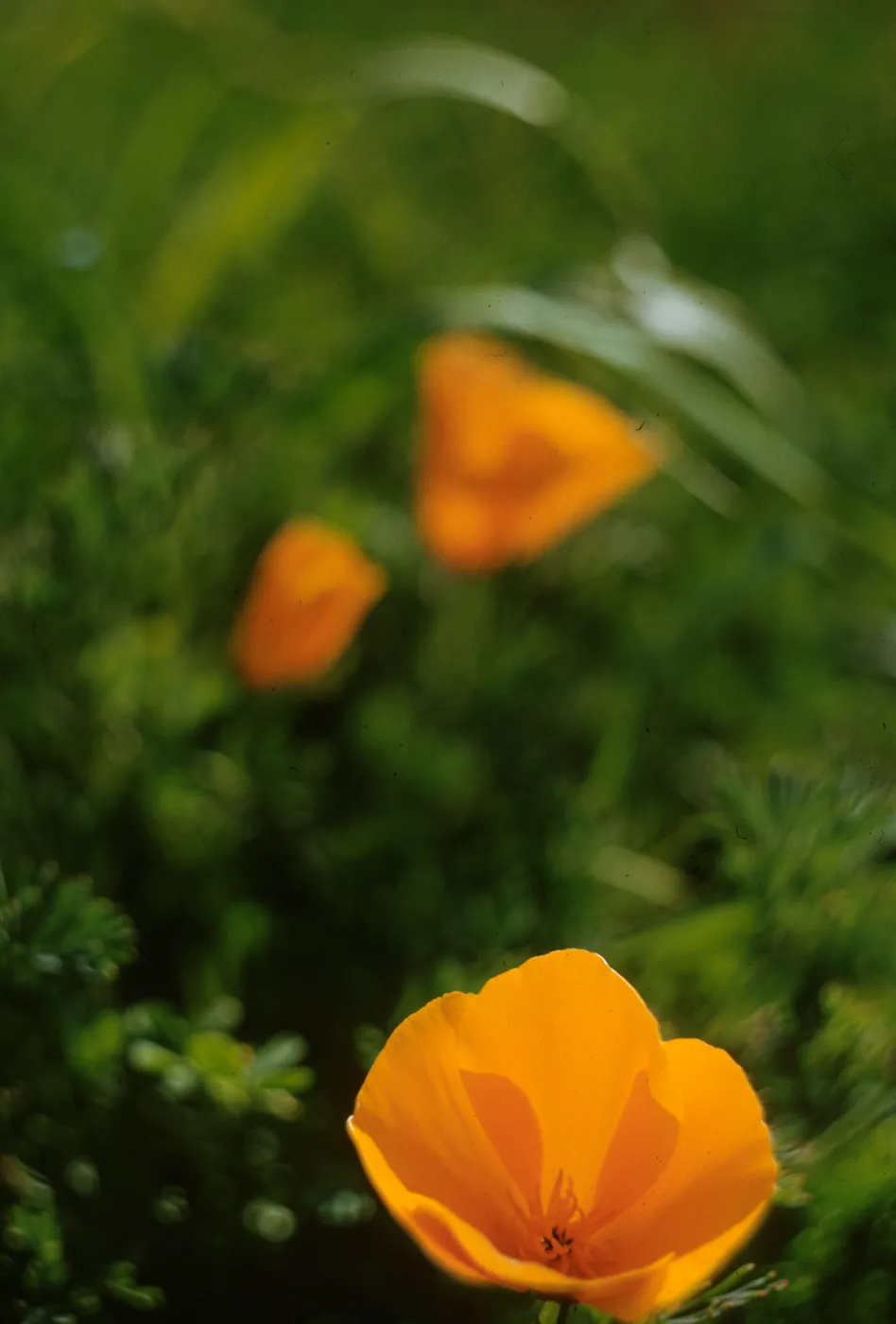 Eschscholzia californica