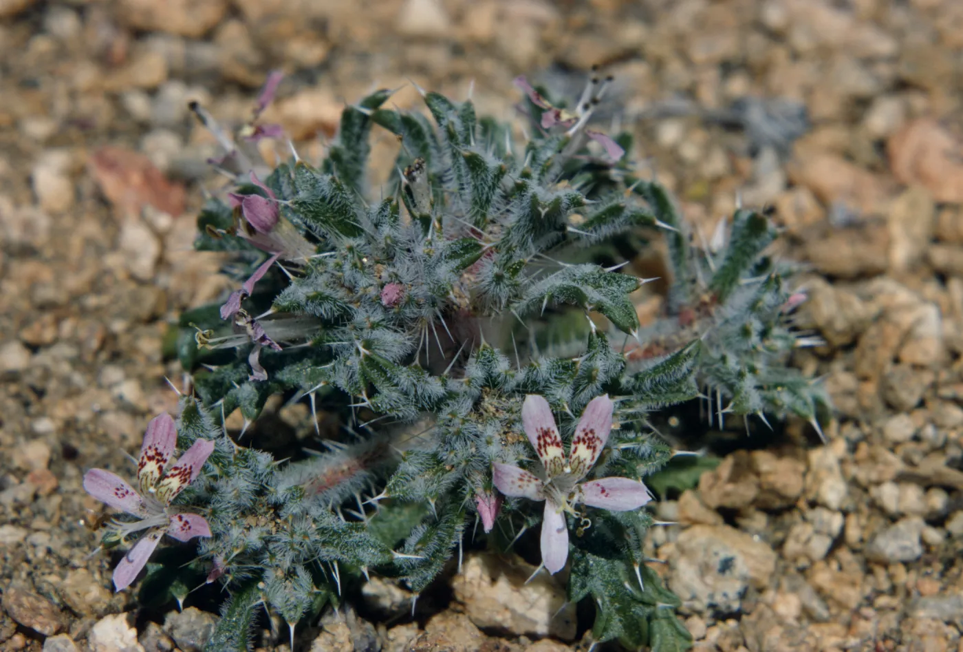 Langloisia matthewsii