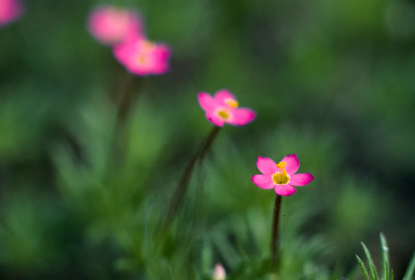Linanthus ciliatus