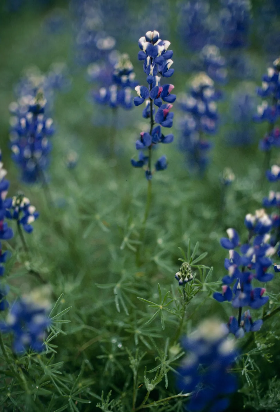 Lupinus sp. (Lupine)