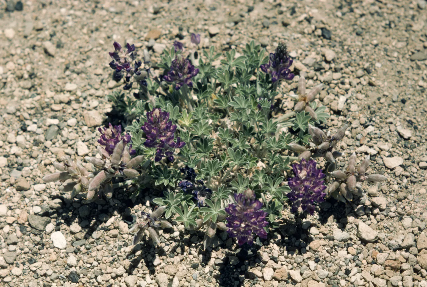 Lupinus sp. (Lupine)