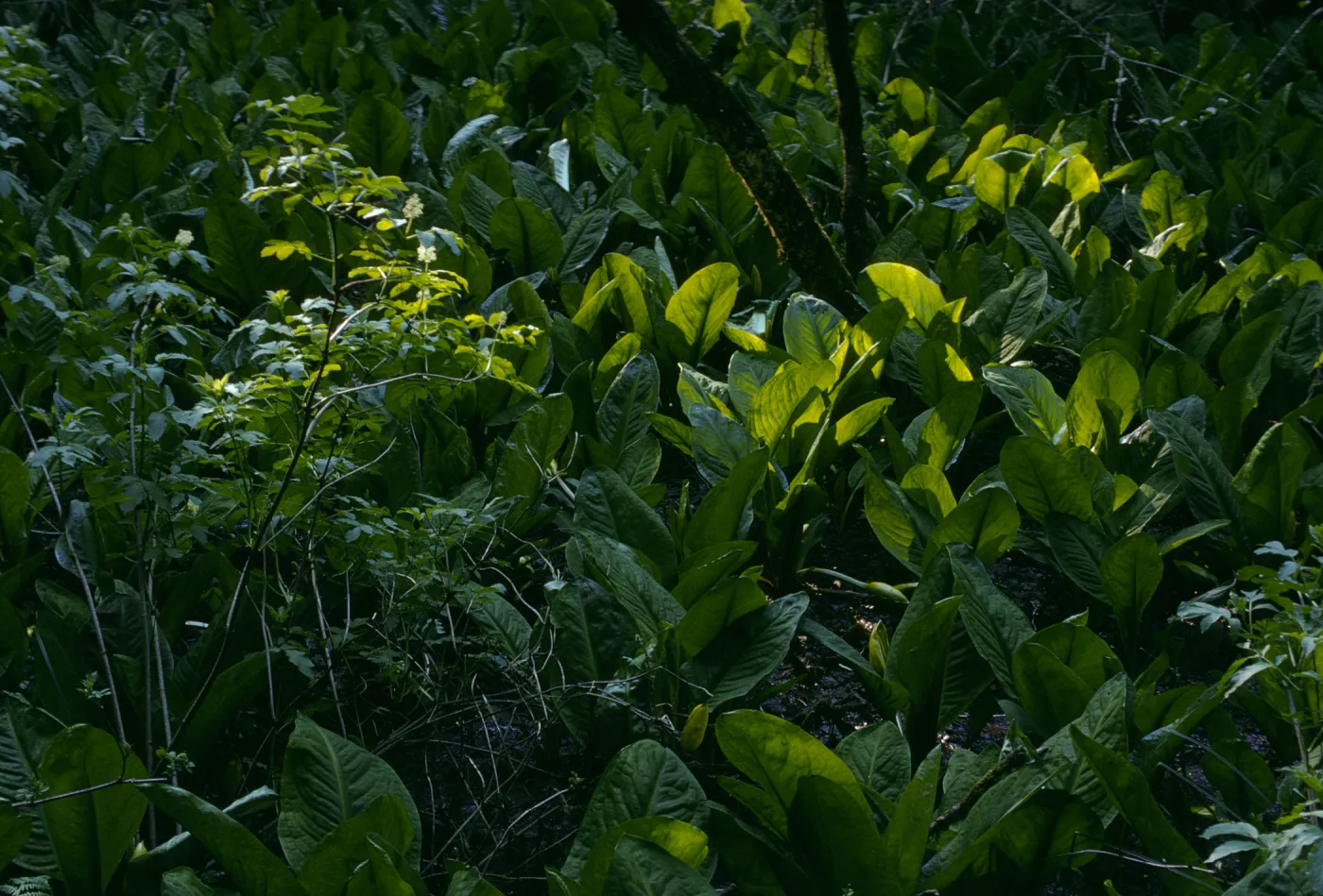 Lysichiton americanus