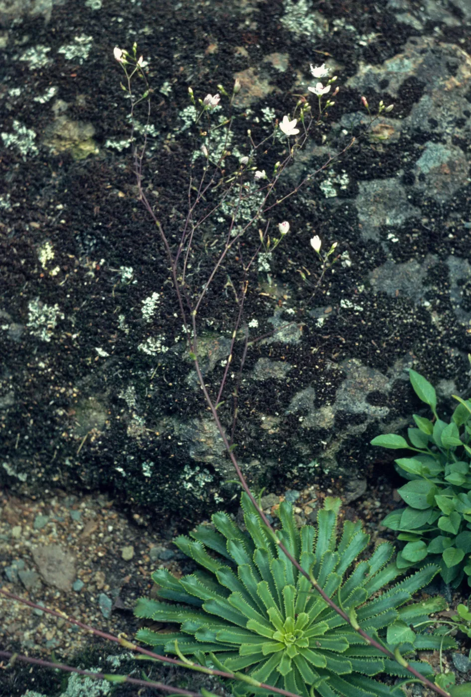 Lewisia cantelovii