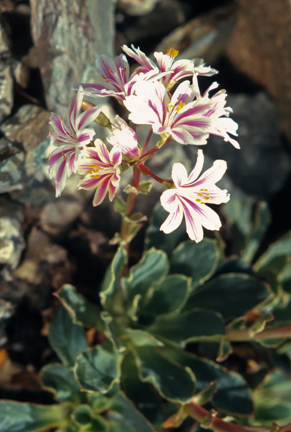 Lewisia cotyledon