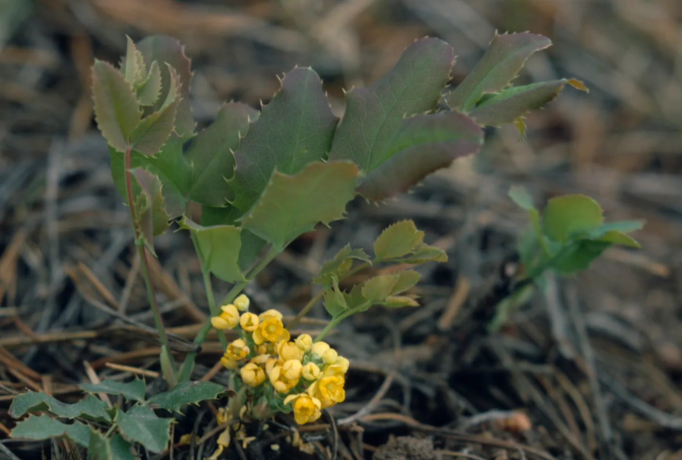 Mahonia repens