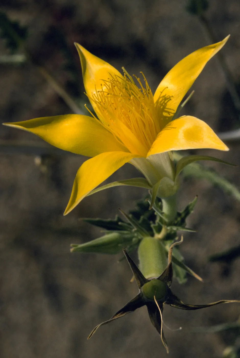 Mentzelia laevicaulis