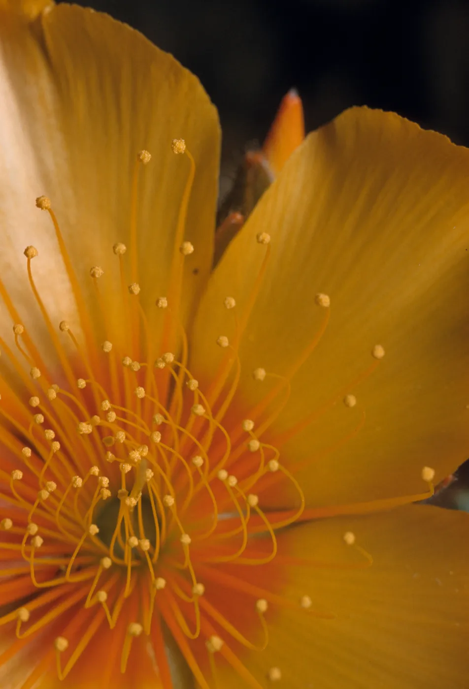 Mentzelia lindleyi