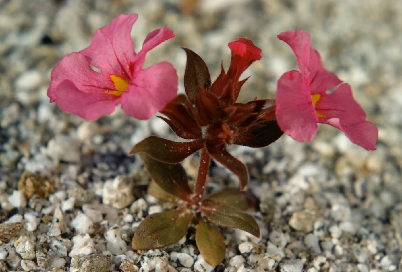 Mimulus bigelovii