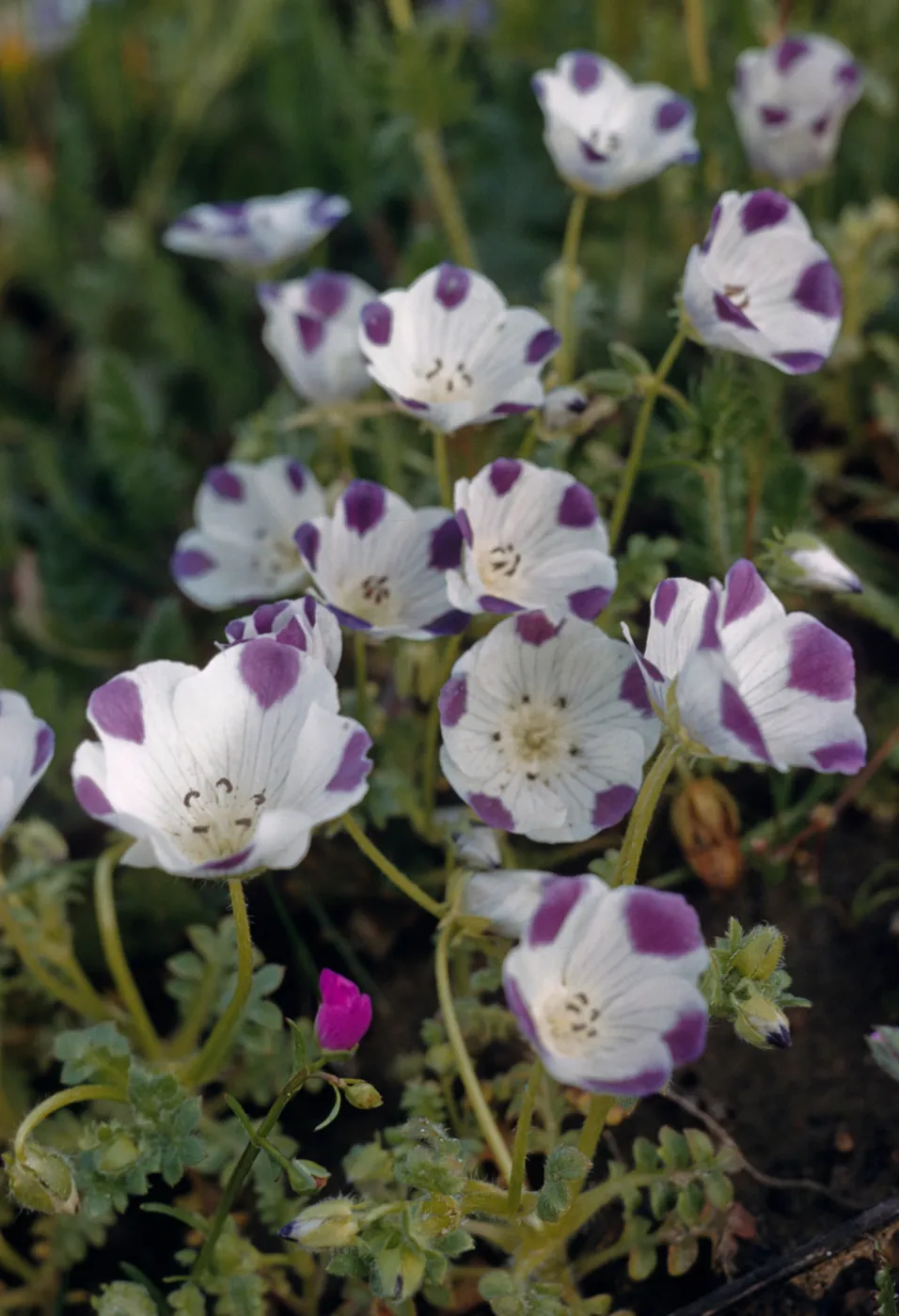 Nemophila maculata