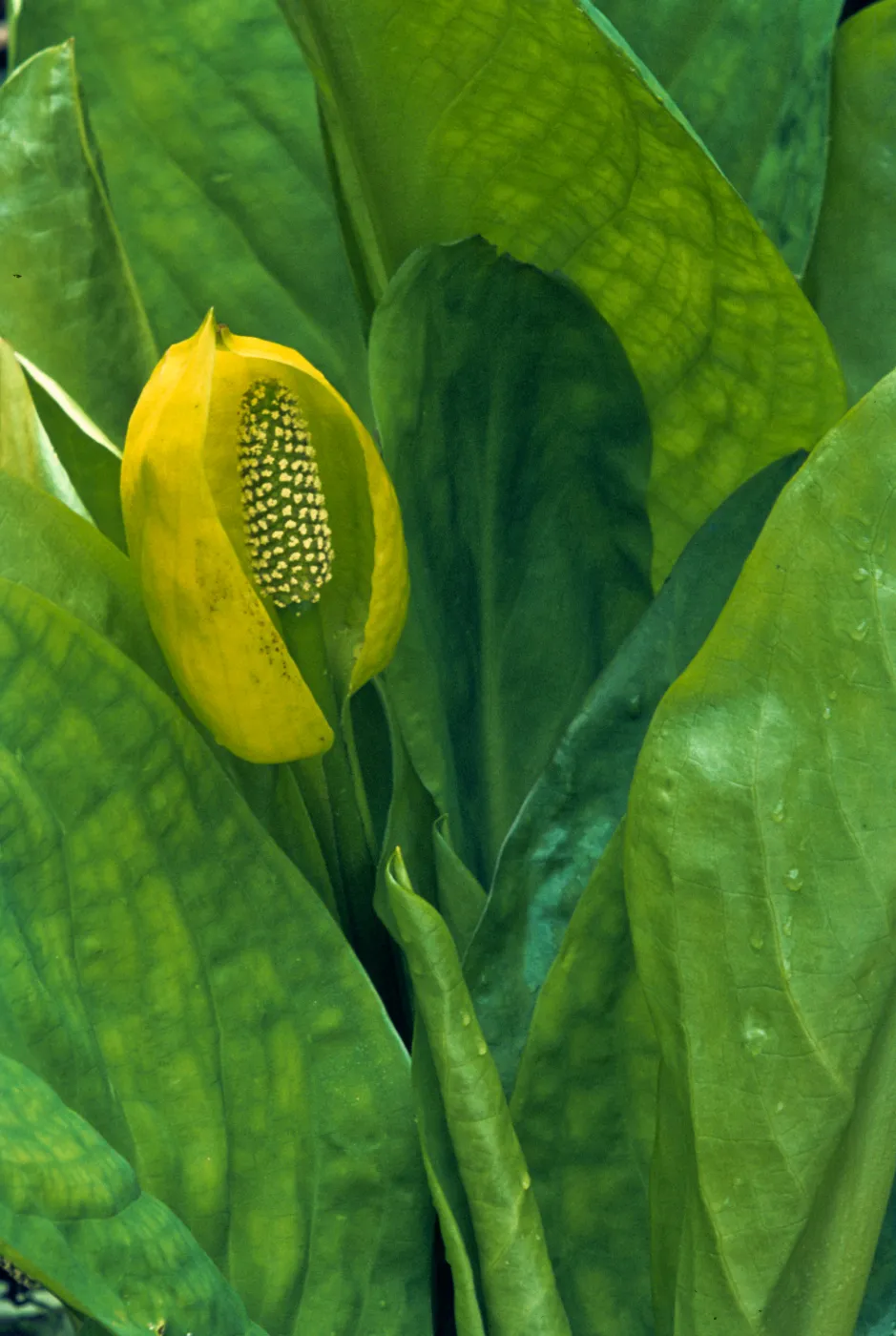 Lysichiton americanus