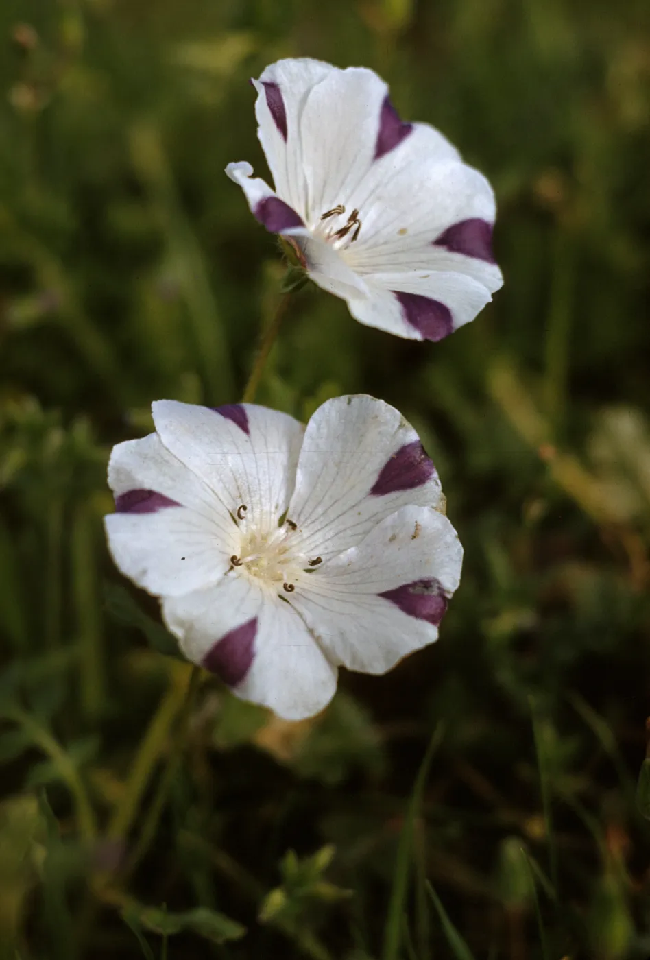 Nemophila maculata
