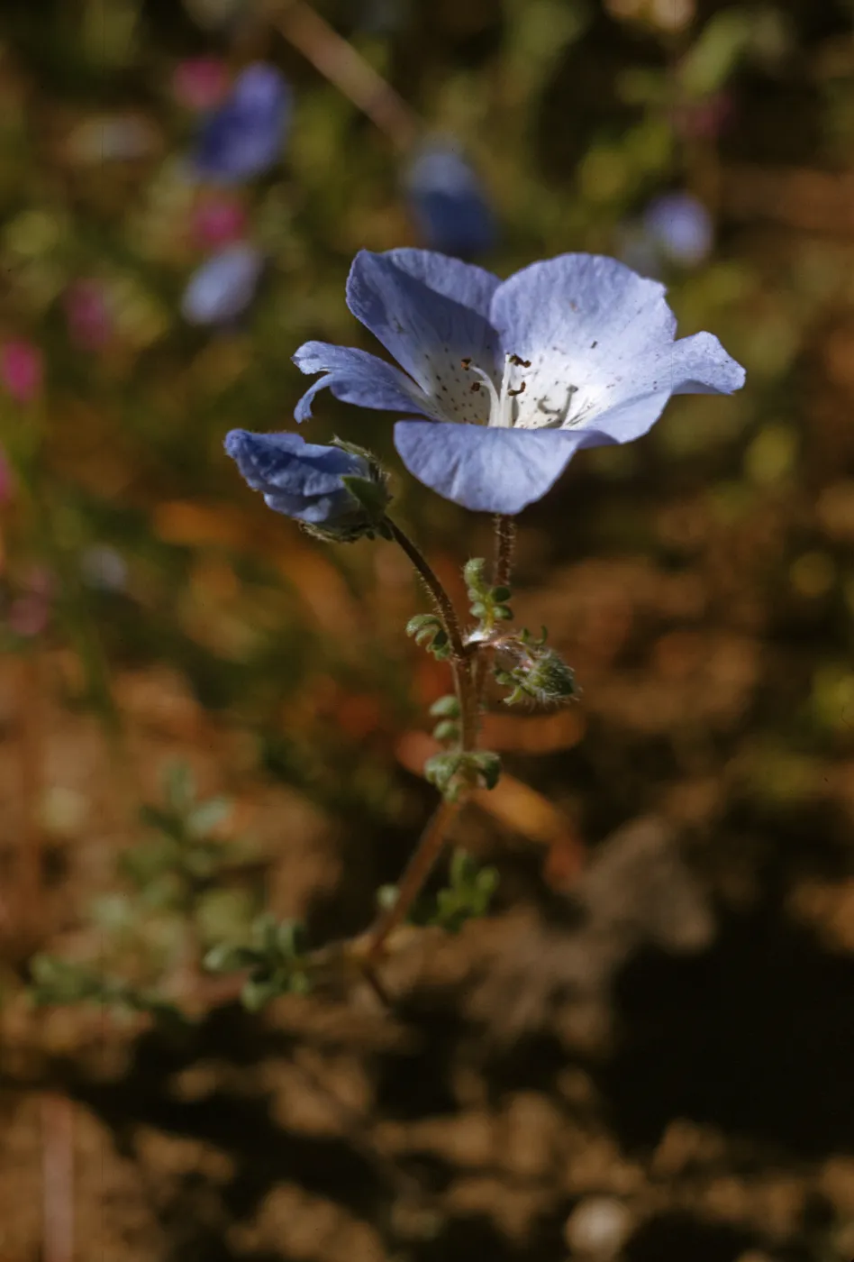 Nemophila menziesii