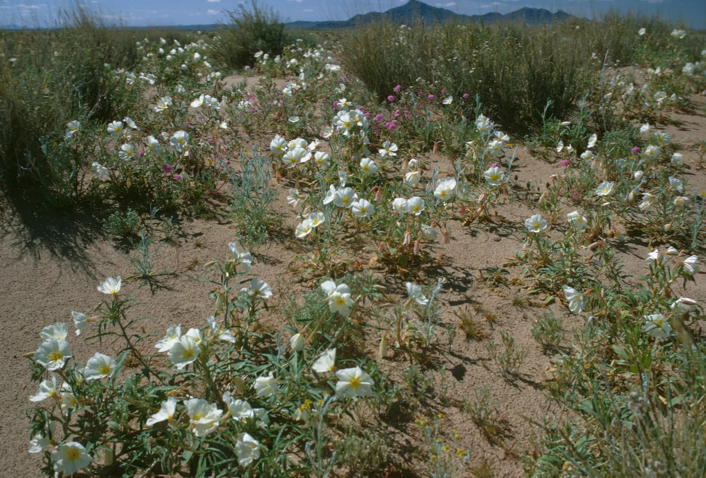Oenethera deltoides 