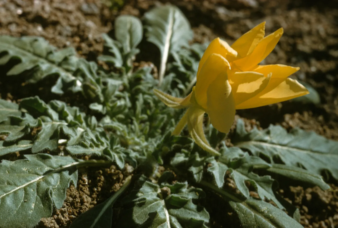 Oenethera sp.