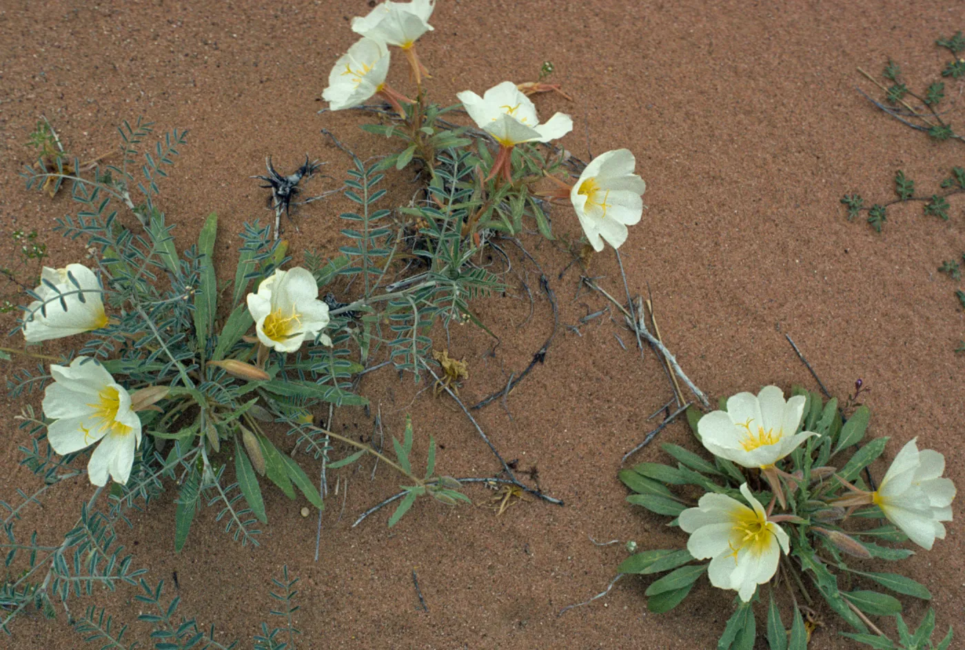 Oenethera deltoides 