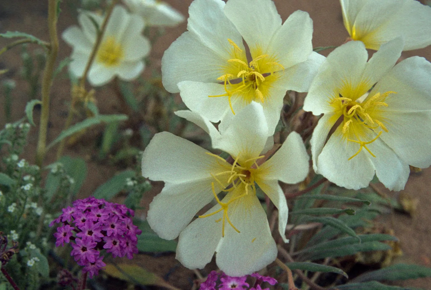 Oenethera deltoides 