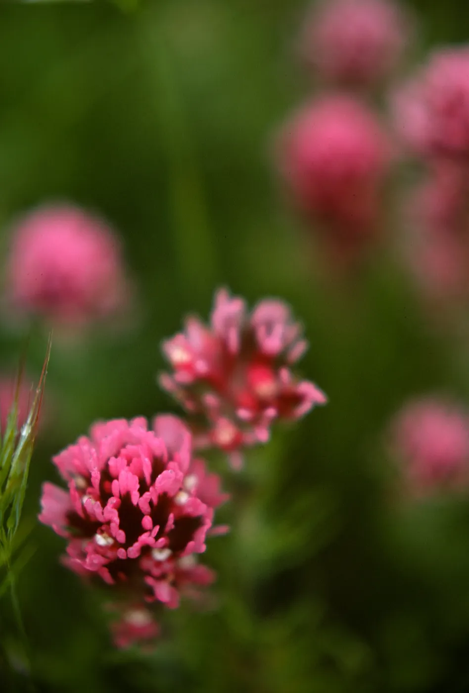 Orthocarpus purpurascens