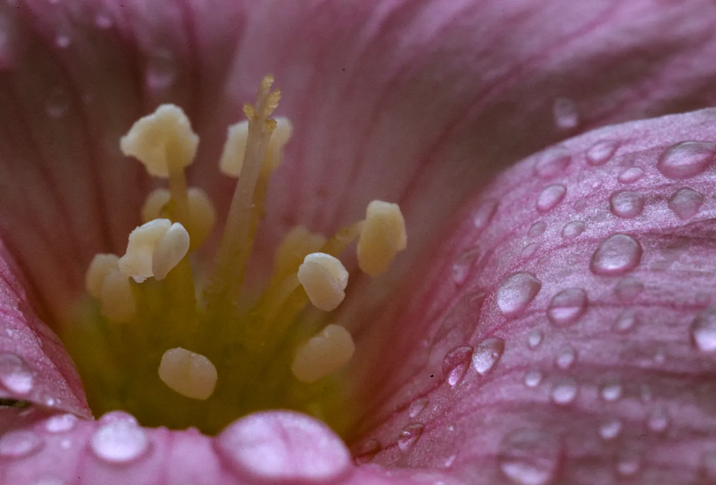 Oxalis oregana