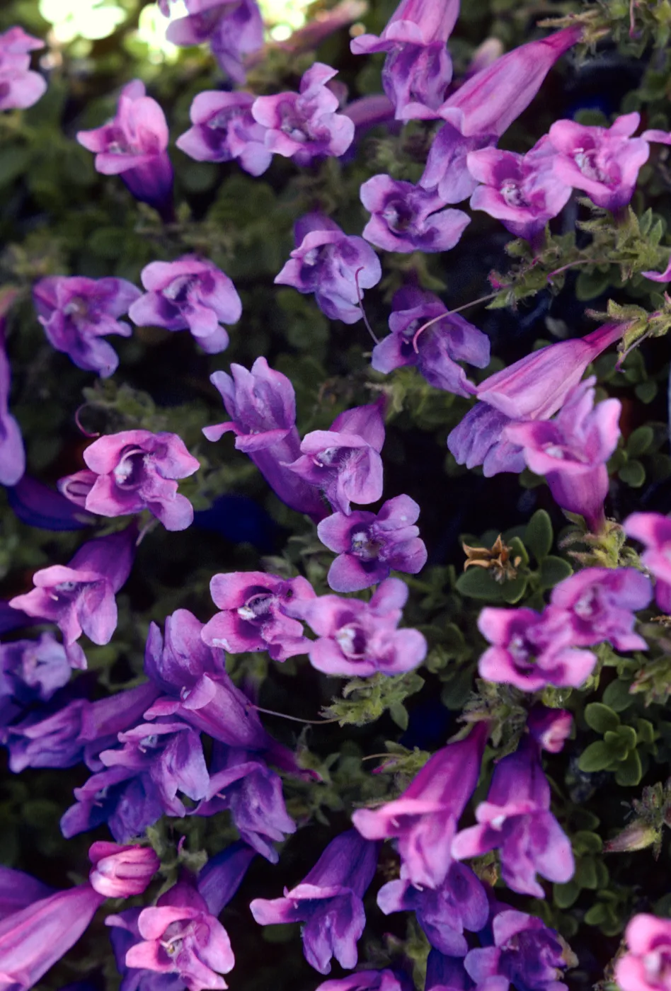 Penstemon menziesii