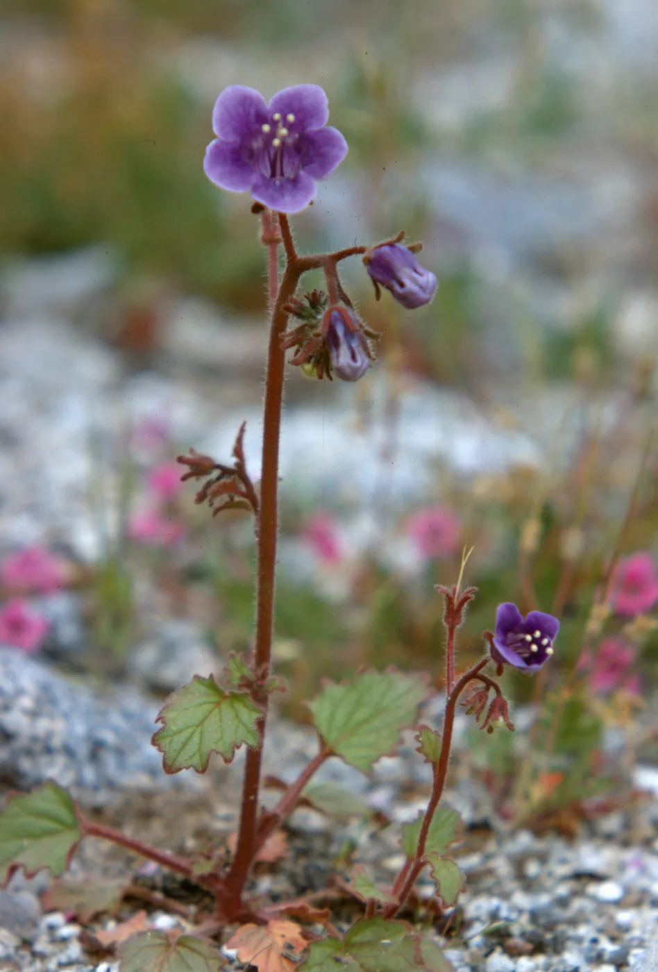Phacelia calthifolia