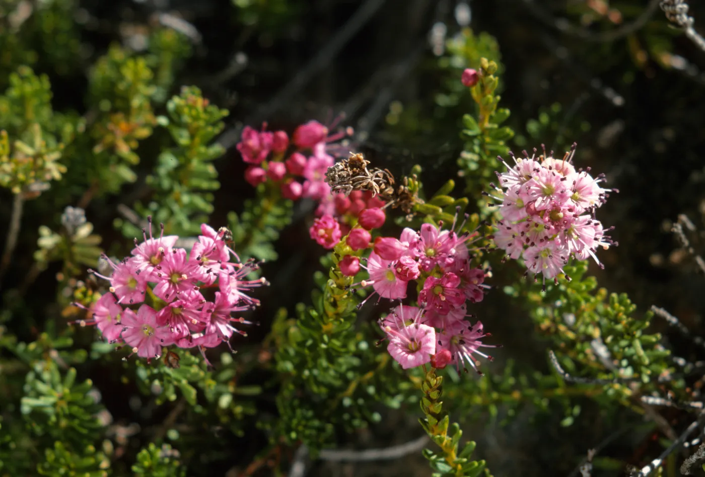 Phyllodoce breweri
