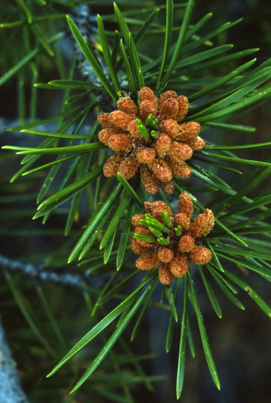 Pinus contorta