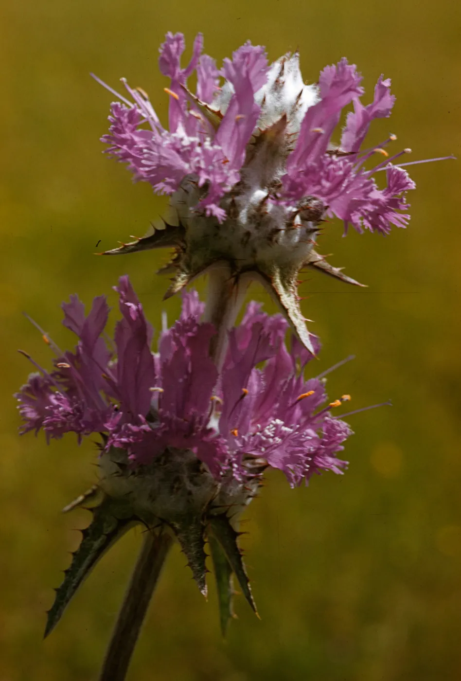 Salvia carduacea (Thistle Sage)